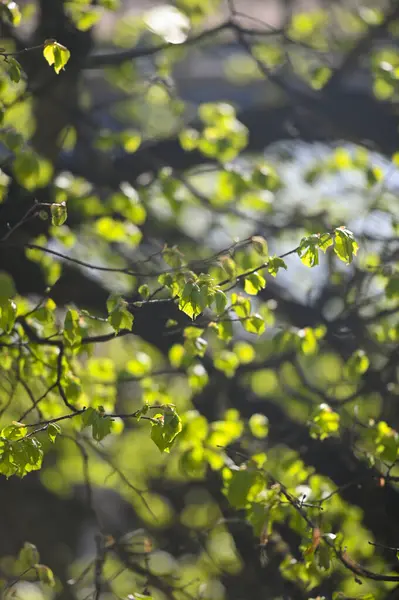 Färska Unga Gröna Blad Gren Vårskogen Våren Naturens Uppvaknande — Stockfoto