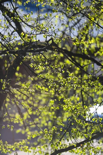 Folhas Verdes Jovens Frescas Ramo Floresta Primavera Primavera Despertar Primavera — Fotografia de Stock