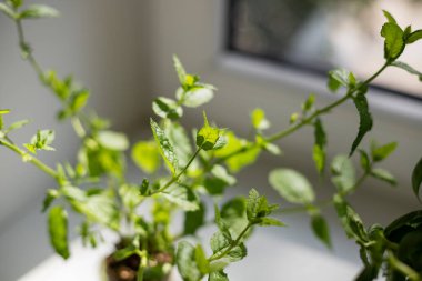 Pencere kenarındaki farklı aromatik saksı bitkileri.