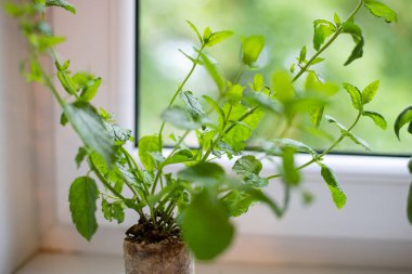 Pencere kenarındaki farklı aromatik saksı bitkileri.