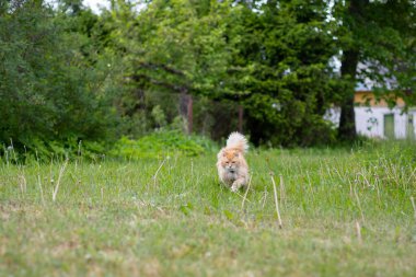 Beyaz yakalı turuncu bir kedi, yeşil bir çayırda koşar. Çiçek açan karahindibalar ve ılık bir yaz gününde arka planda yeşil ağaçlar vardır..