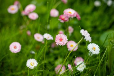Sıcak bir yaz gününde yeşil bir çayırda kırmızı yonca çiçekleri..