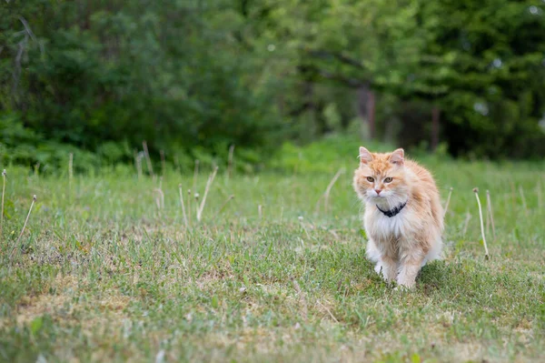 Orange Red Cat White Collar Sits Green Meadow Blooming Dandelions — Stock Photo, Image