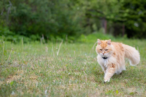 Orange Red Cat White Collar Walks Green Meadow Blooming Dandelions — Stock Photo, Image