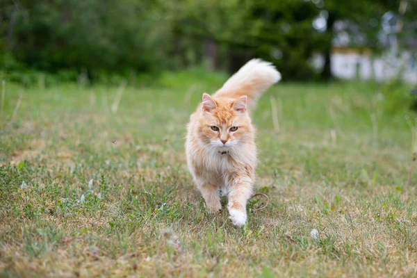 Orange Red Cat White Collar Walks Green Meadow Blooming Dandelions — Stock Photo, Image