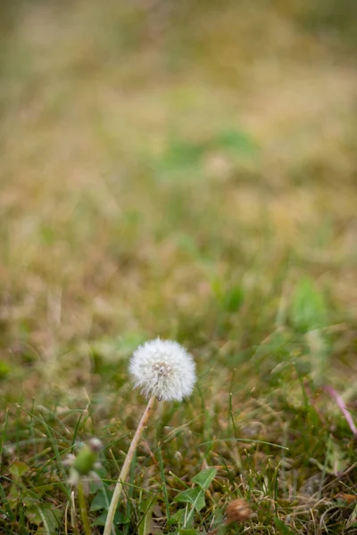 Osamělá Kvetoucí Pampeliška Zelené Louce Rozmazaným Pozadím Detail Makro Fotografie — Stock fotografie