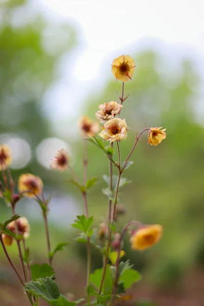 Sárga Virág Csokor Elmosódott Bokeh Háttér Közelkép Nyári Este Fény — Stock Fotó