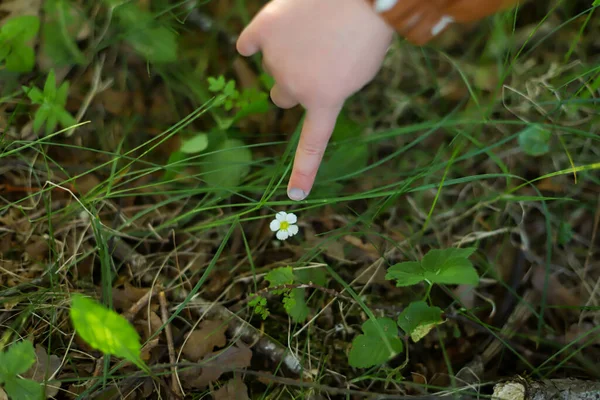 Prst Malé Holčičky Ukazující Kvetoucí Bílou Květinku Zelené Trávě Lese — Stock fotografie