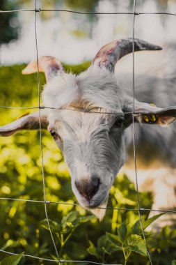 Kurban Bayramı 'nda keçi koyunu qurbani hayvanı keçi çiftliğinin çayırında beyaz keçiler. Yaz havasında beyaz keçiler