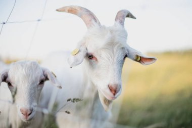 Beyaz boynuzlu keçinin yakın plan portresi. Yaz günbatımının sıcak akşam ışığında kameraya bakıyor..
