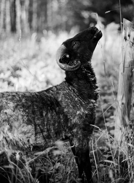 stock image black and white photo of a ram with huge horns standing by a fence in green grass with his head raised.