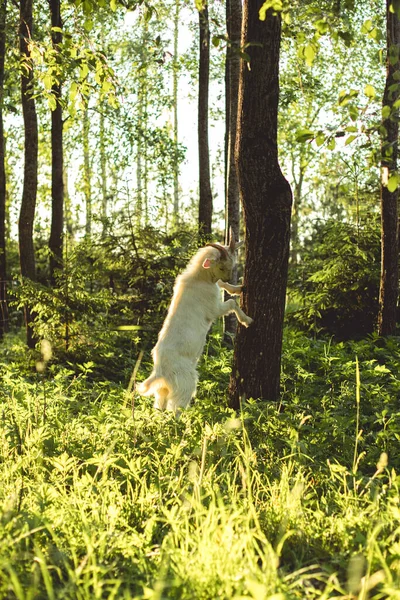 Fehér Kecske Szarvakkal Zöld Fűben Nyári Naplemente Fényében Hátsó Lábain — Stock Fotó