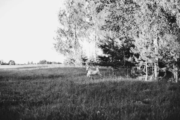 夏天的落日下 长着绿草角的白山羊在草地上跳跃而过 — 图库照片