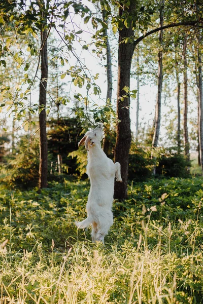 在夏日的落日下 长着角的白山羊后腿站在绿草丛中 伸手去取白桦树的绿叶枝条 — 图库照片