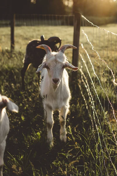 Biała Koza Rogami Stoi Zielonej Trawie Ciepłym Świetle Letniego Zachodu — Zdjęcie stockowe