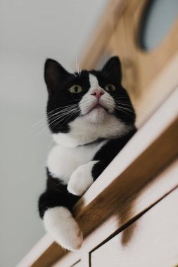 Beyaz boyunlu ve pençeli kara kedi sıcak yaz ışığında yatak odasındaki ahşap şifoniyerin üzerinde yatıyor.