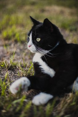 Beyaz boyunlu ve pençeli kara kedi ılık yaz günbatımında yeşil çimlerde uzanıyor.