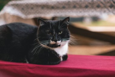 Beyaz boyunlu siyah kedi, sıcak bir yaz günbatımının ışığında kırmızı bir bez ile kaplı ahşap bir bankta uzanmış kameraya bakıyor..