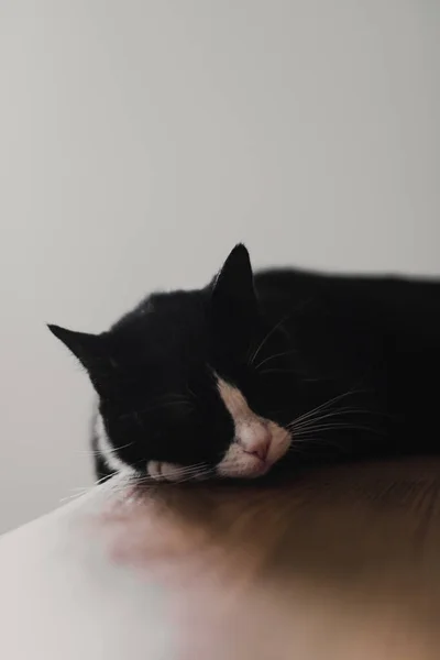 在温暖的夏日阳光下 一只长着白鼻子的黑猫躺在卧室的梳妆台上的特写 — 图库照片
