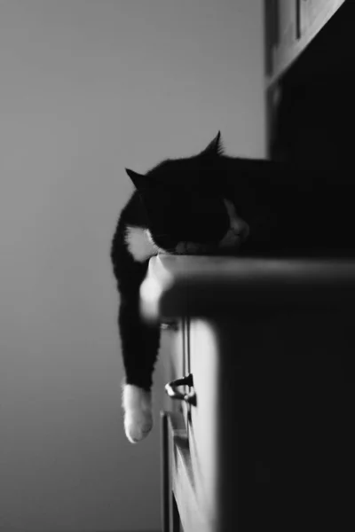 black cat with a white neck and paws is lying on the dresser in the bedroom with one paw hanging over the edge.