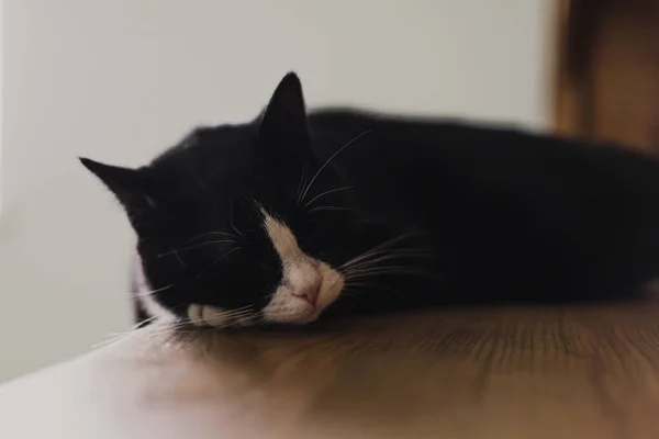 暖かい夏の光の中で寝室のドレッサーに横たわっている白い鼻の黒い猫のクローズアップ肖像画 — ストック写真