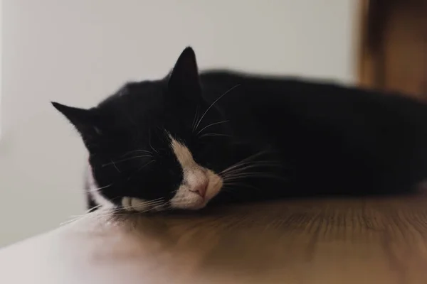 Portret Aproape Unei Pisici Negre Nasul Alb Întins Dulap Într — Fotografie, imagine de stoc