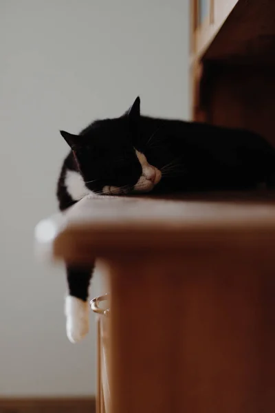一只白颈黑爪猫躺在卧室的梳妆台上 一只爪子挂在床边 — 图库照片