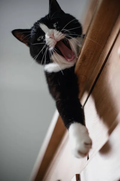Black Cat White Neck Paws Lying Dresser One Paw Edge — Stock Photo, Image