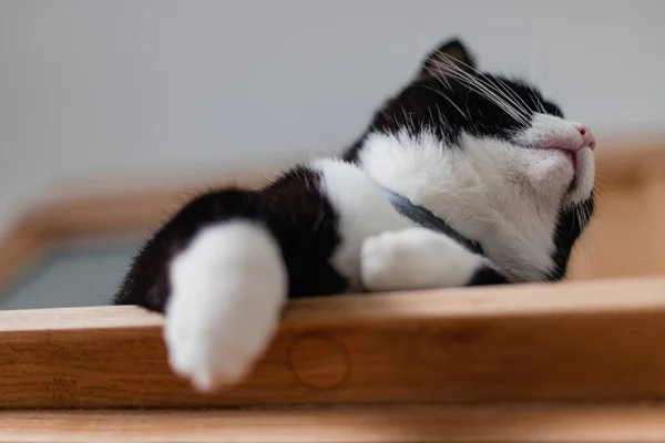 Gato Preto Com Pescoço Branco Patas Deitadas Cômoda Madeira Quarto — Fotografia de Stock