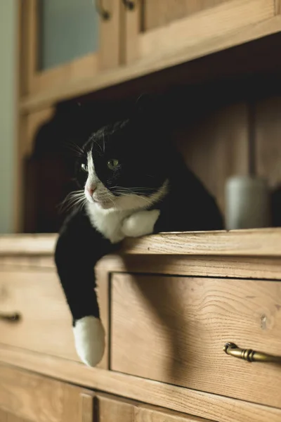 Μαύρη Γάτα Λευκό Λαιμό Και Πόδια Που Βρίσκονται Ξύλινη Συρταριέρα — Φωτογραφία Αρχείου