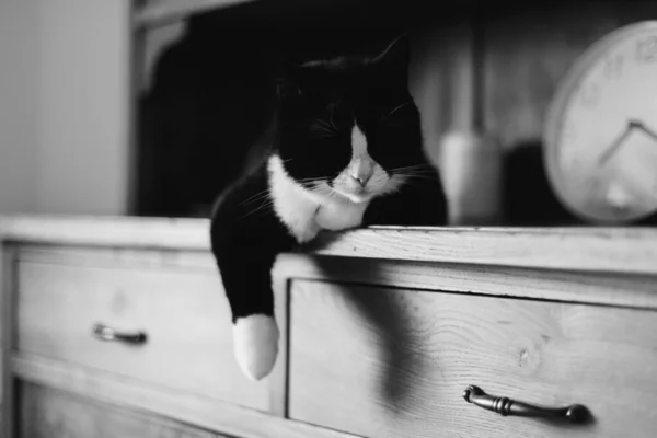 Black cat with white neck and paws lying on wooden dresser in bedroom in warm summer light