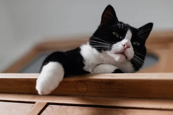 Černá Kočka Bílým Krkem Tlapkami Ležící Dřevěném Prádelníku Ložnici Teplém — Stock fotografie