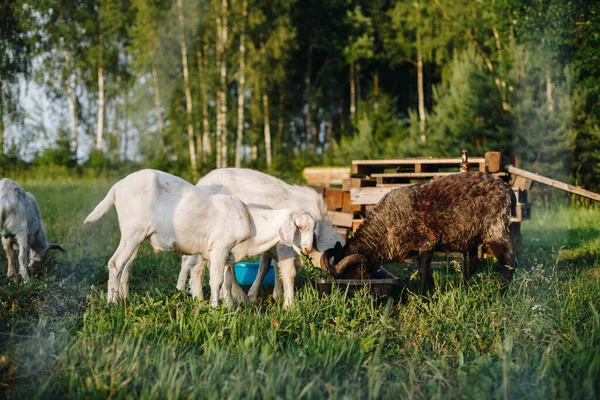 Cabras Brancas Carneiro Preto Com Chifres Comem Grãos Uma Tigela — Fotografia de Stock