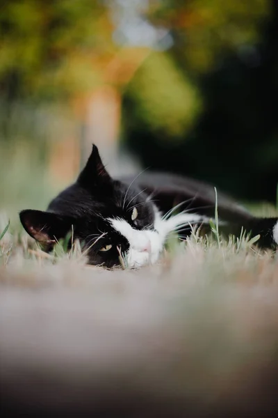 白颈黑猫爪子躺在青草上沐浴在夏日温暖的夕阳西下 — 图库照片