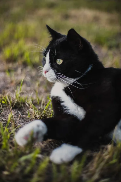Black Cat White Neck Paws Lying Green Grass Warm Summer — Stock Photo, Image