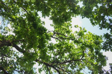Sıcak bir yaz gününde yeşil meşe yaprağı dallarından mavi gökyüzüne bak..