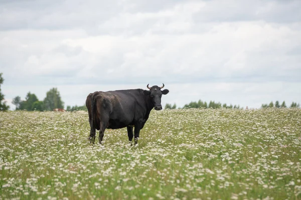 Black Bull Grazing Meadow White Flowers Green Grass Looking Straight — Stock Photo, Image