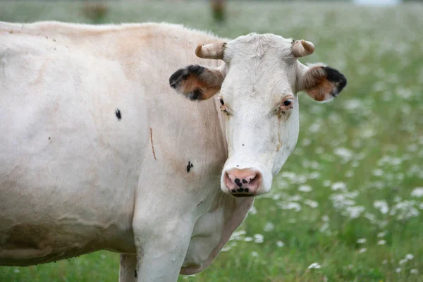 Portrait of a cow. Close-up of a cow's face in a green meadow with white blooming flowers in summer.