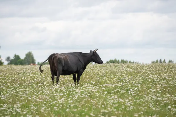 Черная Корова Рогами Пасутся Лугу Белых Цветов Зеленой Травы Голубым — стоковое фото
