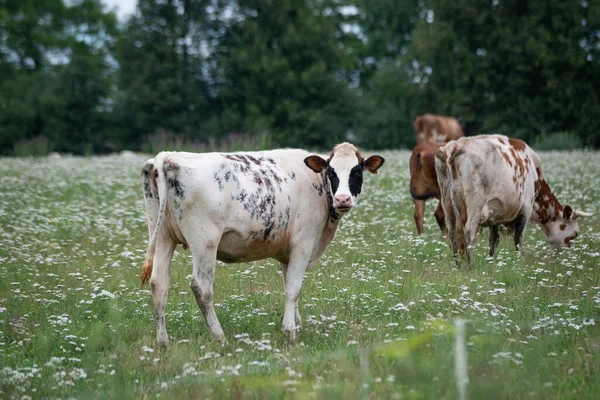 Коровы Пасутся Зеленой Траве Рядом Лесом Белая Корова Черными Пятнами — стоковое фото
