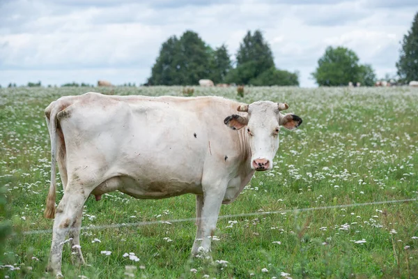 Vaca Branca Pastoreia Prado Com Flores Brancas Delimitadas Por Uma — Fotografia de Stock