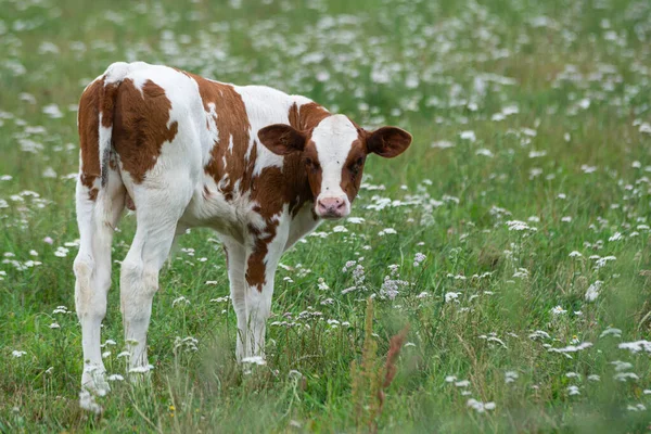 White Brown Spotted Cow Baby Calf Grazing Green Meadow White — Stock Photo, Image