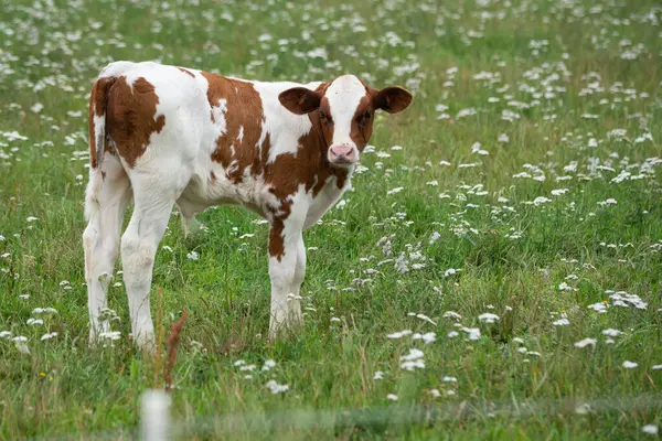 White Calf Brown Spots Grazing Green Meadow White Flowers Looking — Stock Photo, Image