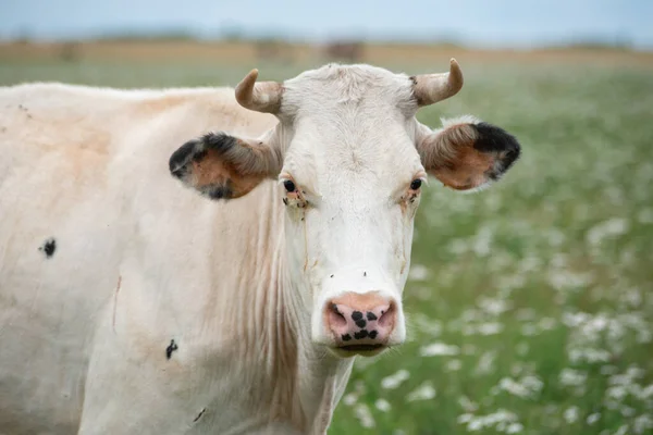 Portrait of a cow. Portrait of a white cow with horns in green grass.
