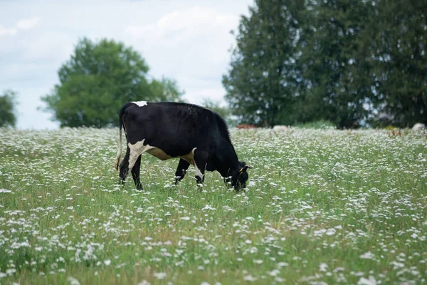 Fekete Tehén Legel Egy Zöld Réten Fehér Virágokkal Egy Meleg — Stock Fotó