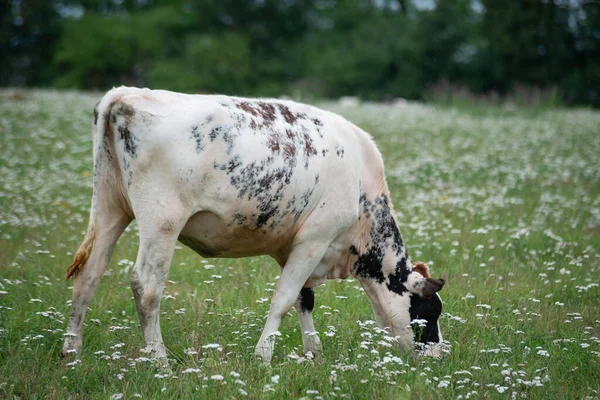 有黑斑的白母牛正在温暖的夏日里吃着白花的绿草地上吃着草 — 图库照片