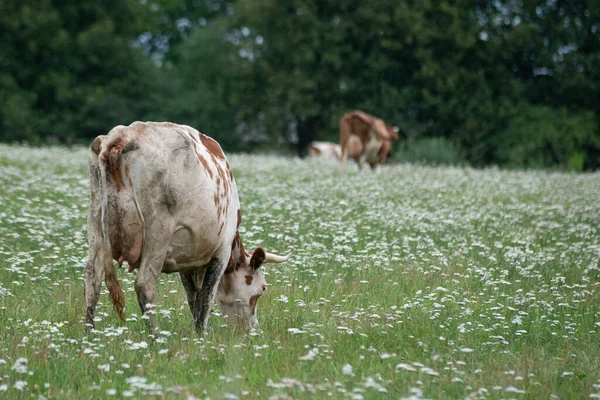 Vaca Blanca Con Manchas Marrones Está Pastando Prado Verde Con —  Fotos de Stock