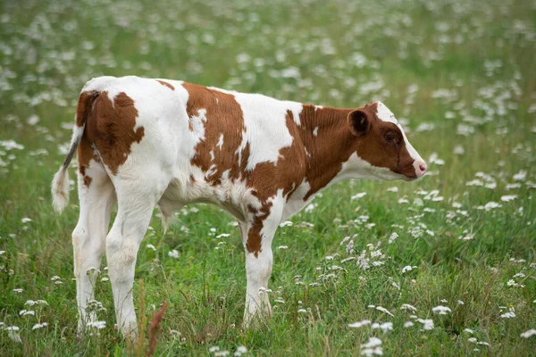 Blanco Con Manchas Marrones Una Vaca Bebé Está Pastando Prado —  Fotos de Stock