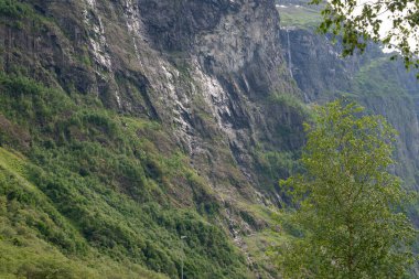 Norveç dağ doğası, sıcak bir yaz gününde yeşil bitkiler ve ağaçlarla çevrili kayalara yakın..