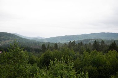 Sisli bir günde Norveç dağlarında yeşil ağaçlarla kaplı manzara.